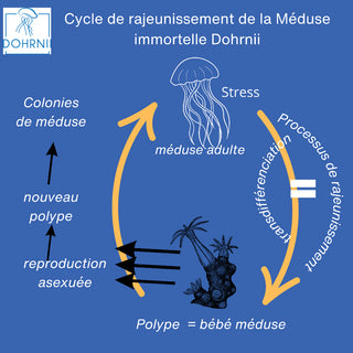 Schéma du cycle de régénération de la méduse immortelle, réalisé par Dohrnii