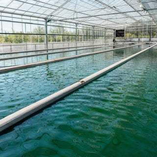 Phycocyanine ou spiruline : quelle différence, lequel choisir ?