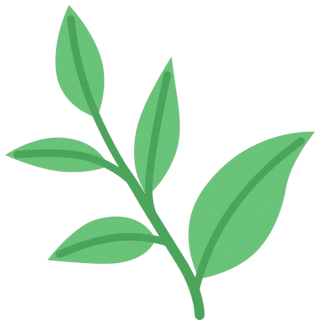 Illustration d'une branche de thé vert pour symboliser l'origine naturelle de la phycocyanine française Dohrnii.