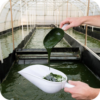 Récolte de spiruline fraîche sous forme de pâte verte dans un bassin de culture.